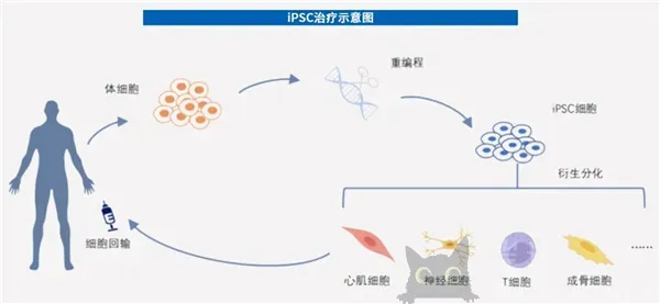 用人脑细胞跑AI 我快搞不懂这个世界了